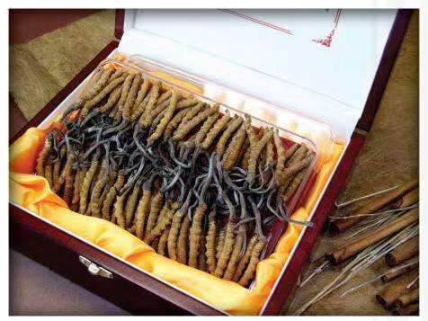 肃南冬虫夏草回收